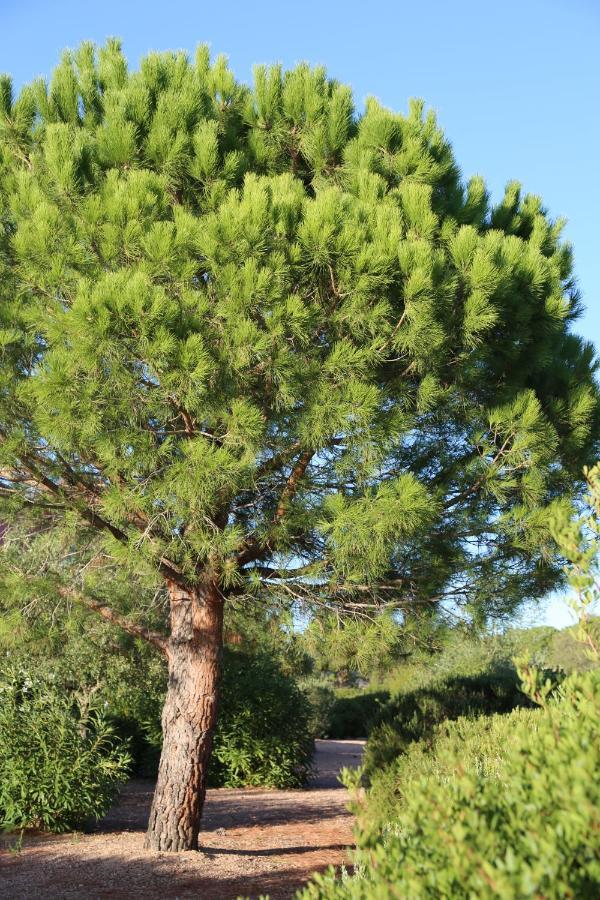 Aparthotel Casa Mia Porto-Vecchio  Exteriér fotografie